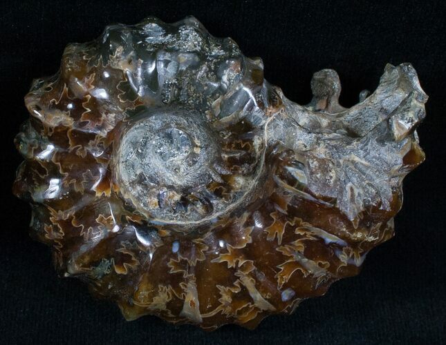 Polished Douvilleiceras Ammonite - #6469
